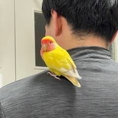 コザクラインコ　ルチノー　を保護しています！
