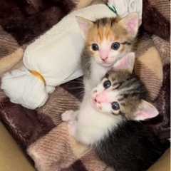 兄妹子猫達(生後25日前後)