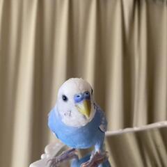 セキセイインコ(空色)