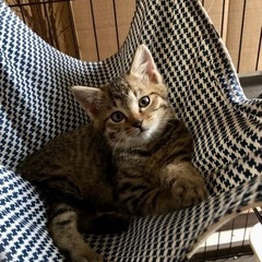 キジトラ　メス（あか）