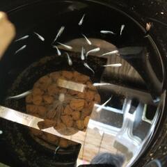 幹之系ミックス　1匹100円