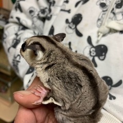フクロモモンガ ホワイトフェイス⑥ - 地元のお店
