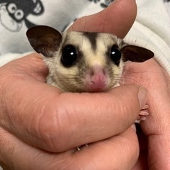 フクロモモンガ ホワイトフェイス⑥ − 茨城県