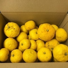 柚子 1kg 東京都檜原村産 農薬栽培期間中不使用