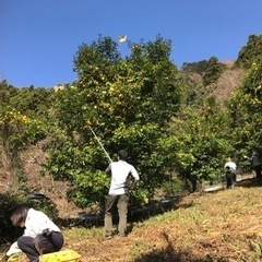 柚子 1kg 東京都檜原村産 農薬栽培期間中不使用の画像