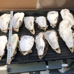 他店よりお安い　牡蠣殻の画像