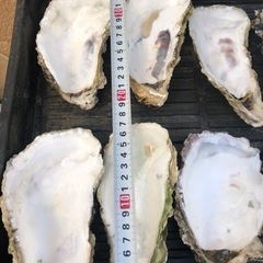 他店よりお安い　牡蠣殻
