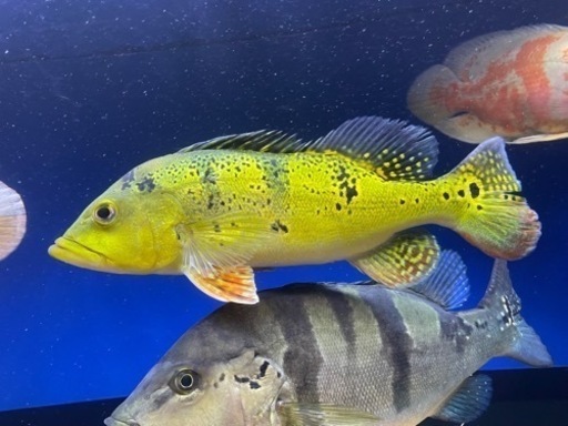 キクラ　モノクルス　熱帯魚　大型魚