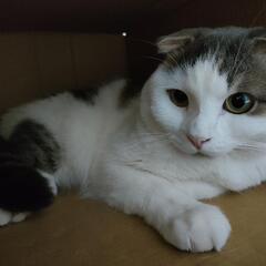 愛猫が脱走しました。
