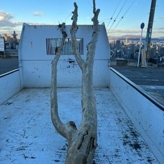 百日紅(サルスベリ)の伐採木