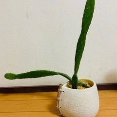ウチワサボテン