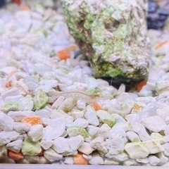 ミナミヌマエビお譲りします