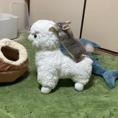 チンチラシナモン　オス