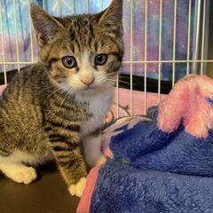 3ヶ月子猫ちゃん 代理投稿になります。