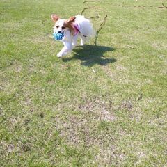 ★グループレッスン参加ワンちゃん募集★
