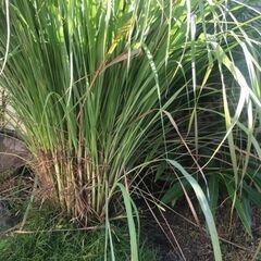 レモングラスの苗を分けてください。