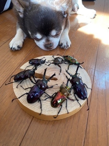 ヤヒロサマ