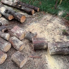 伐採木や放置してる木を譲ってほしいです。 - 買いたい/ください