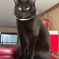黒猫兄弟　あお🐈‍⬛そら(譲渡完了) − 茨城県