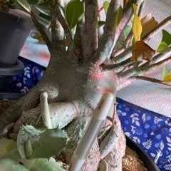 ★☆特大 アデニウム アラビカム　アガベ 王妃カブトガニ 連棘☆★の画像