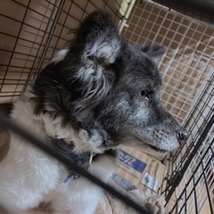 寂しがり屋のアンちゃん