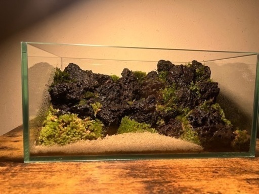 コケテラリウム石組