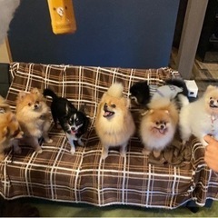 ポメ会 
