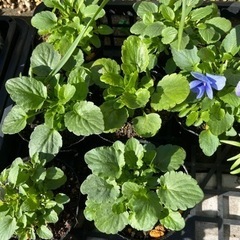 ビオラ スイートピー  ポピーの花苗