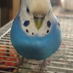白と青のセキセイインコを探しています