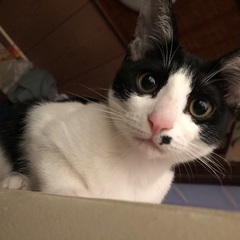 甘えん坊で膝に乗るようになりますます可愛くなりました♪