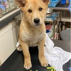 岡山市保健所★地下の犬舎で出会いをお待ちしています