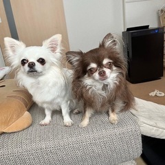 犬友募集！