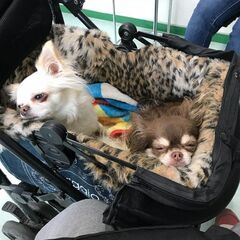 犬友募集！ − 大阪府