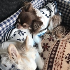 犬友募集！ - 友達