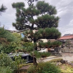 松の木