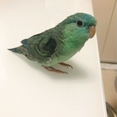 ※現在候補者様とやり取り中です。※　　サザナミインコ　里親