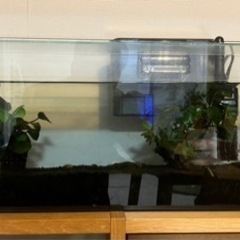 【無料】川魚と水槽一式(取りに来てくださる方限定)