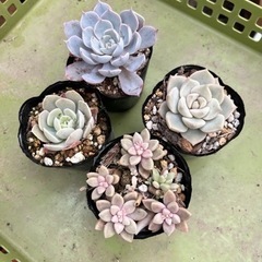 多肉植物　セット苗A