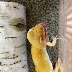 レオパ.   お話中