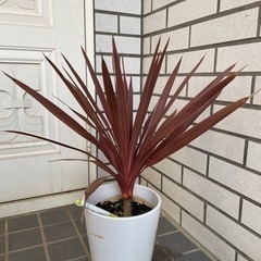 ドラセナ？！値下げ早いもの勝ちの画像