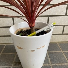 ドラセナ？！値下げ早いもの勝ちの画像