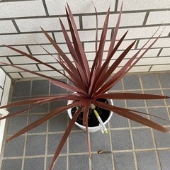 ドラセナ？！値下げ早いもの勝ちの画像