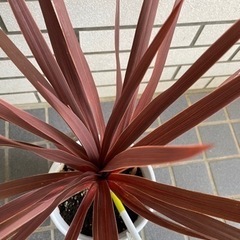 ドラセナ？！値下げ早いもの勝ちの画像