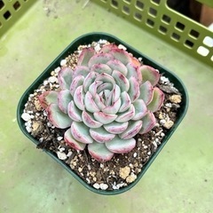 多肉植物　エケベリア　花月夜
