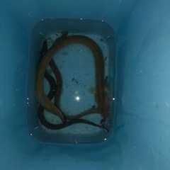 ウナギの置き針5個セット　②の画像