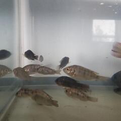 熱帯魚🐠ナイルティラピア１匹