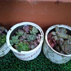 多肉植物☺　寄せ植え　リメイク缶付き