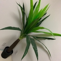 観葉植物　ヤシの木