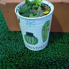 「新年特典☺」値引き　多肉植物　寄せ植え④リメイク缶付き
