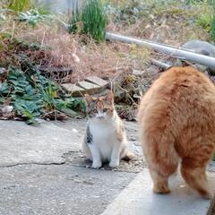 おデブ ミケのメス　４ヶ月 - 猫